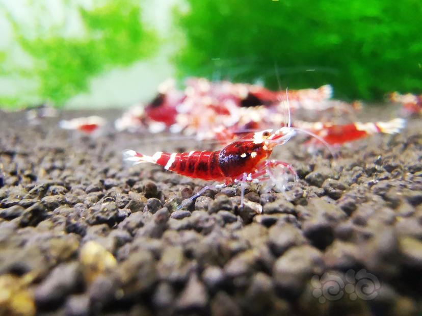 【虾】2020-09-13#RMB拍卖金属红幼虾一组4只-图2