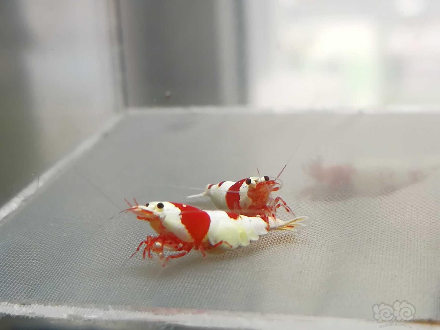 【虾】2020-09-15#RMB拍卖#红白纯血水晶虾一份2只-图3