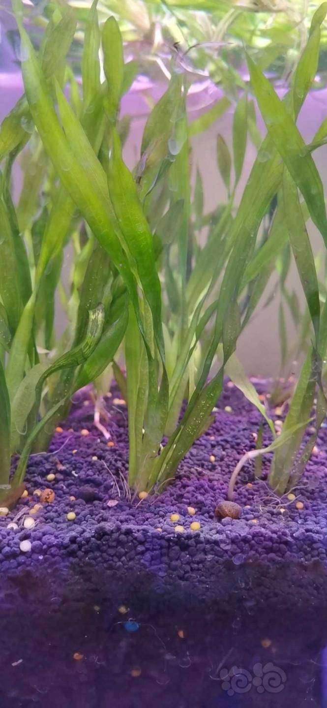 水草交易 出扭兰 1.