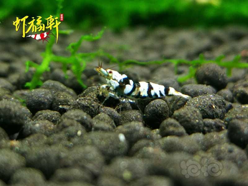 【虾】2020-09-29#RMB拍卖#黑花虎小苗5只-图5