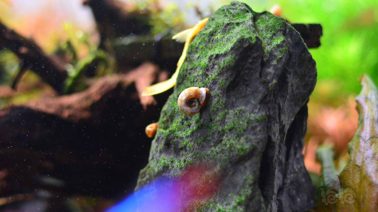 总是养不活的苹果螺说好的爆缸呢