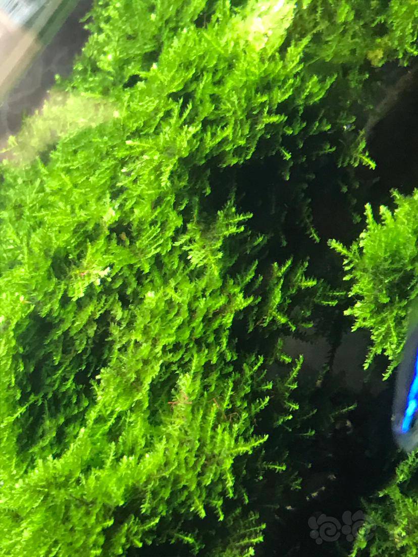 下了2次除藻剂鹿角藻变红色