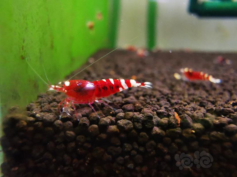 【虾】2020-09-13#RMB拍卖金属红幼虾一组4只-图4