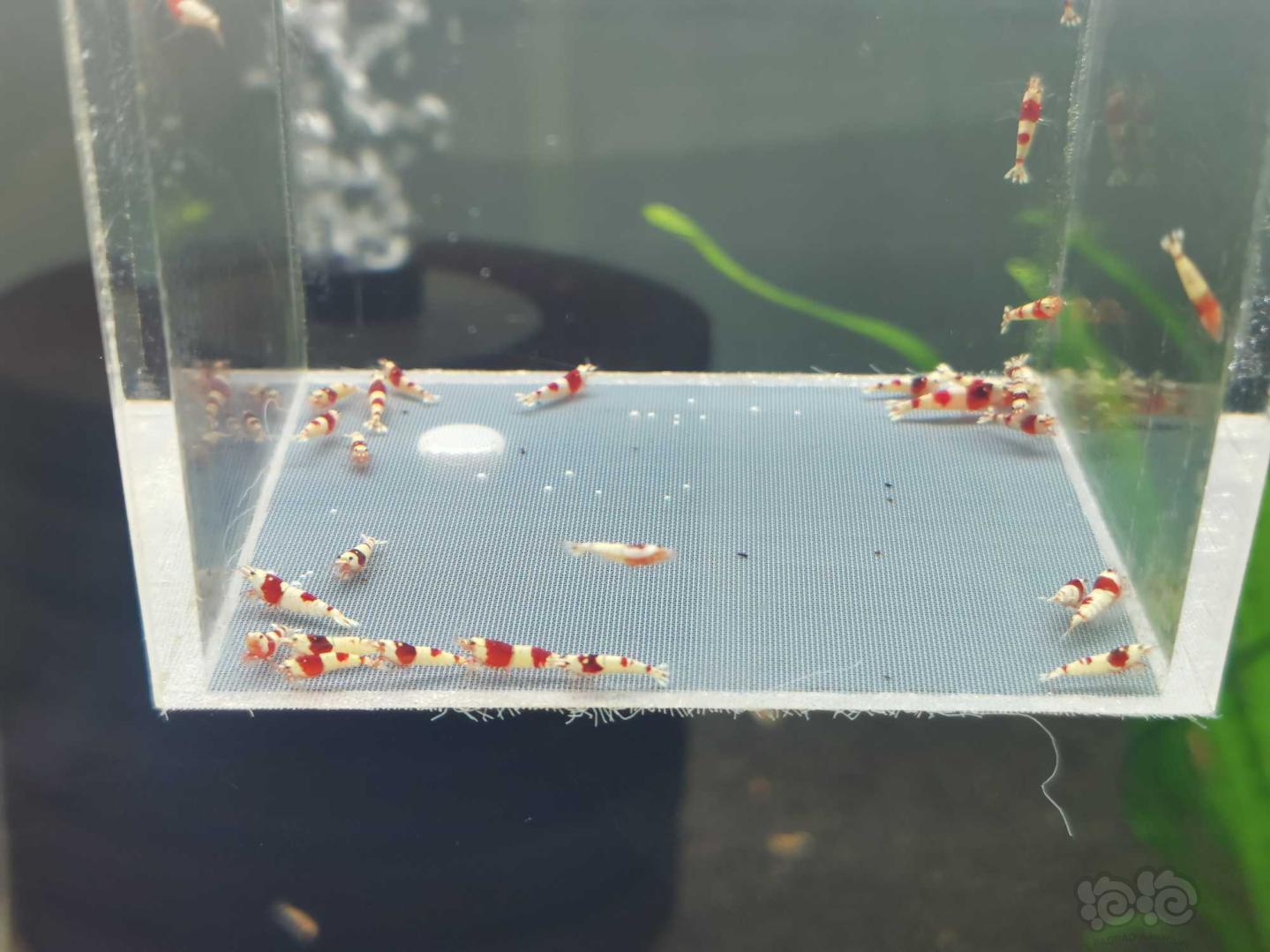 【虾】2020-9-17#RMB拍卖红白水晶虾一份30只-图2