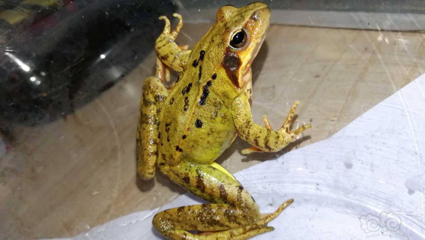 雪蛤正宗东北雪蛤