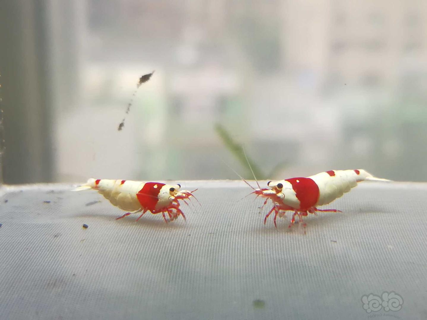 【虾】2020-9-08#RMB拍卖#红白纯血水晶虾一份2只-图4
