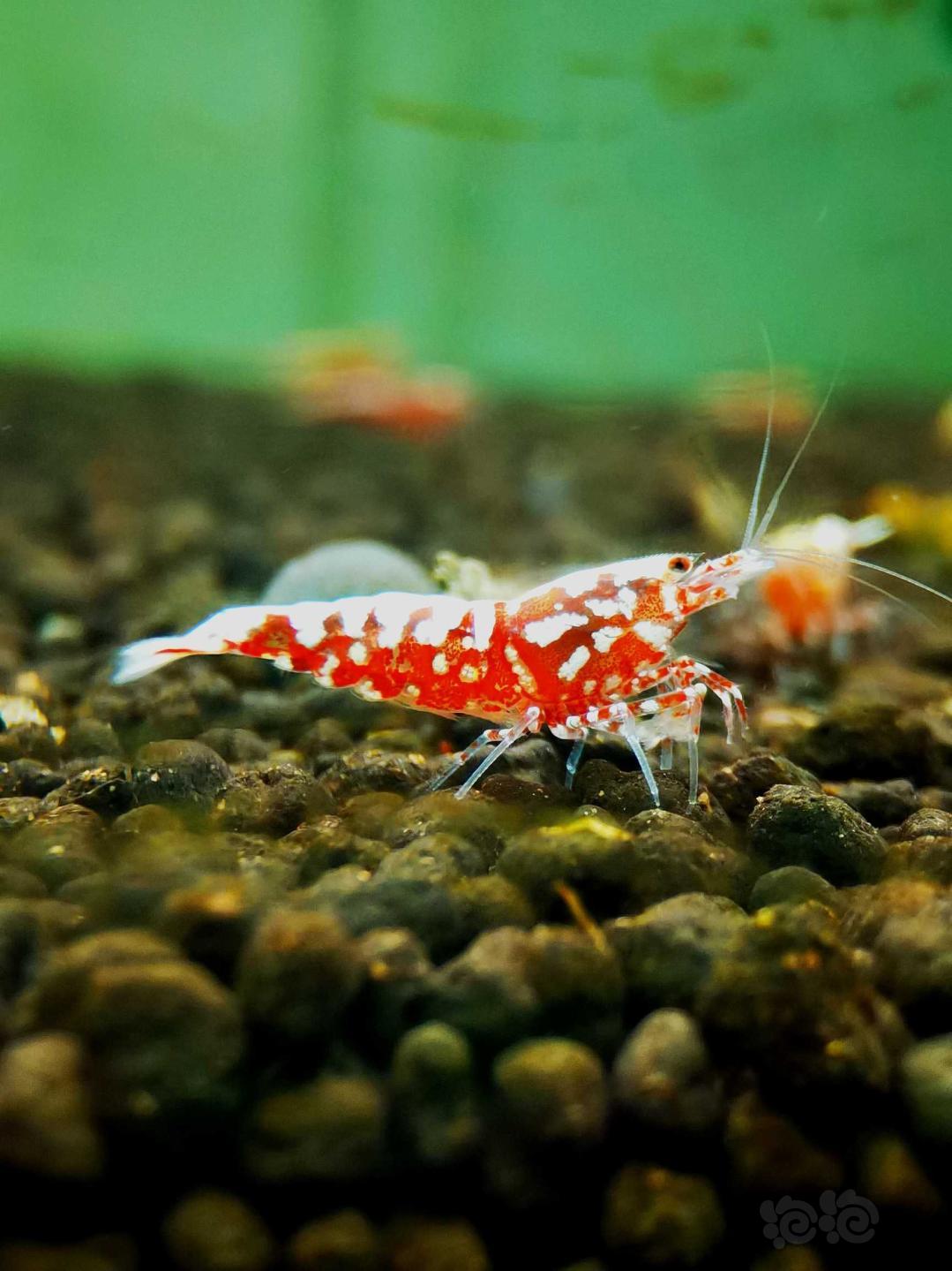 【虾】2020-9-18#RMB拍卖#红银河星钻水晶虾一份4只-图5
