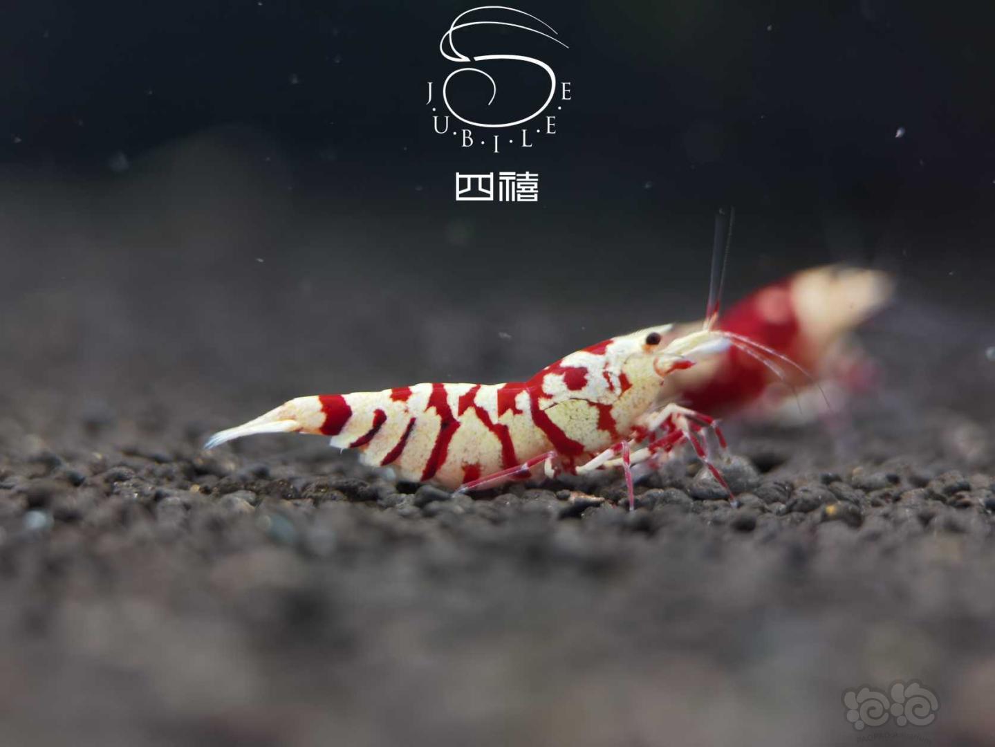 【虾】2020-09-24#RMB拍卖太极红花虎成母两只-图2