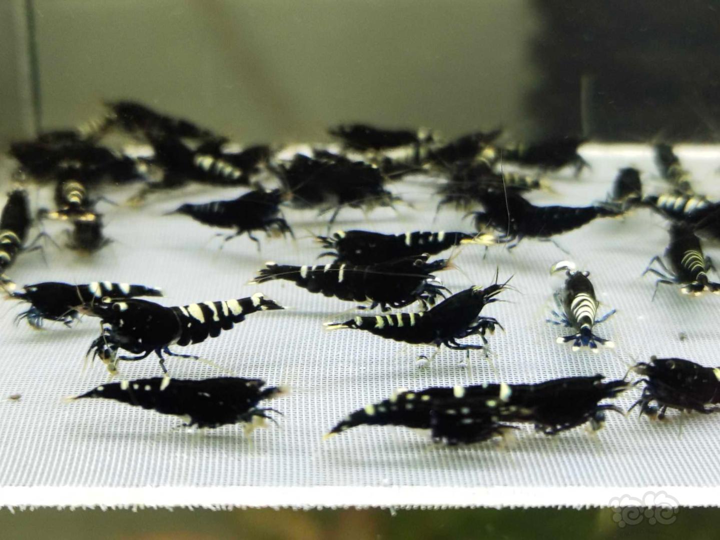 【虾】2020-09-08#RMB拍卖#黑银河斑马一份50只-图5
