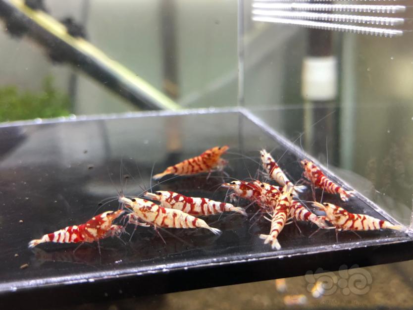 【虾】2020-09-26#RMB拍卖红花虎淘汰公虾10只-图1