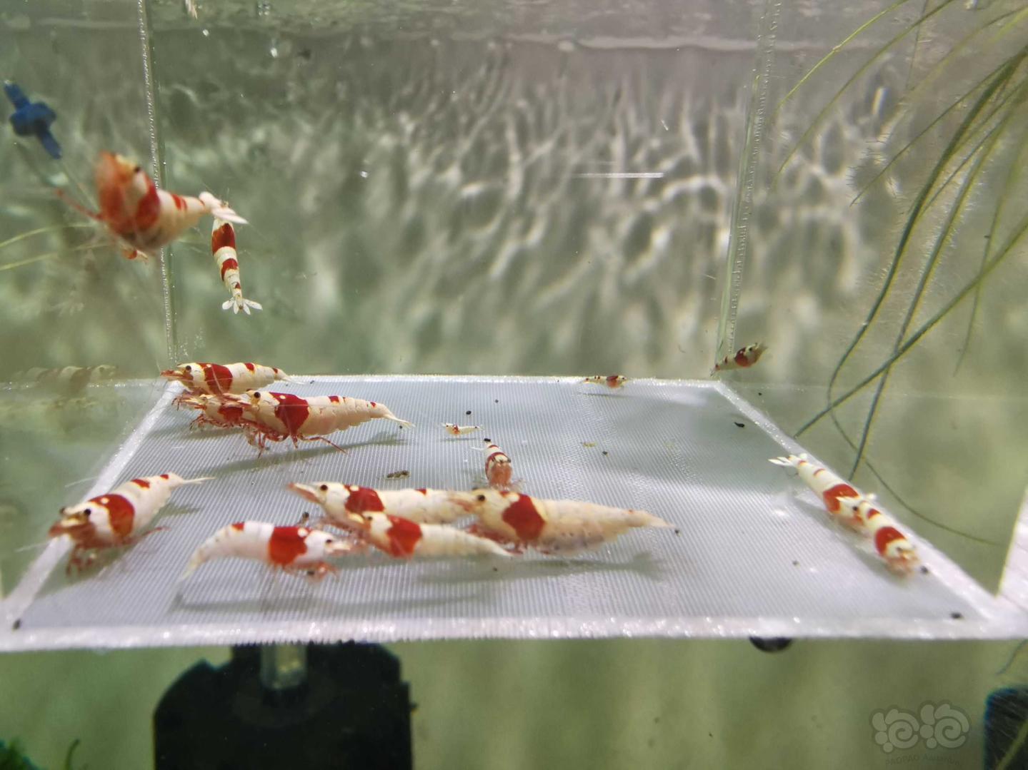 纯血红白水晶虾10公10母送3小-图1