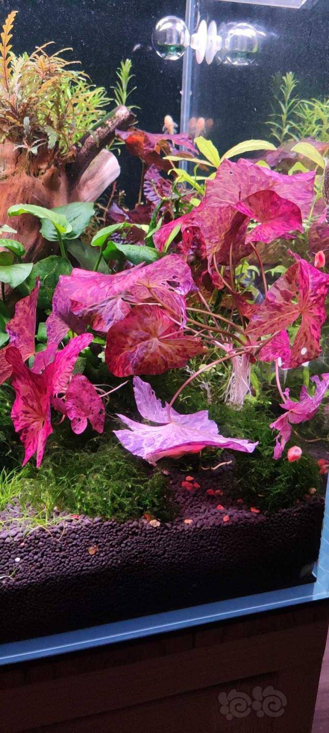 出自养虎斑睡莲