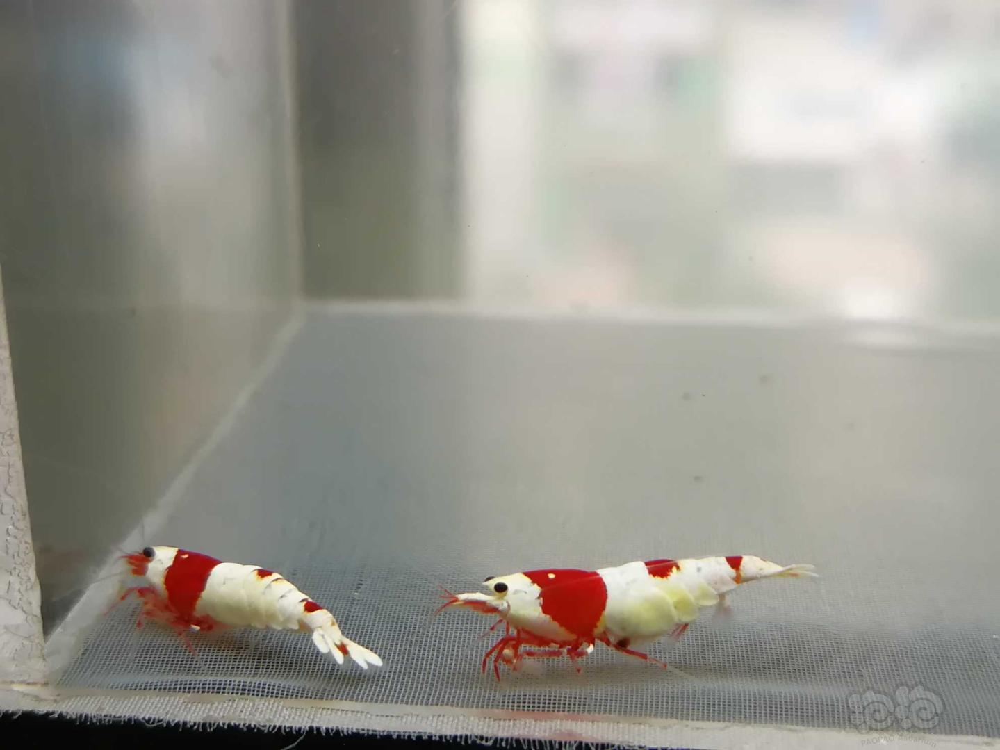 【虾】2020-09-15#RMB拍卖#红白纯血水晶虾一份2只-图2