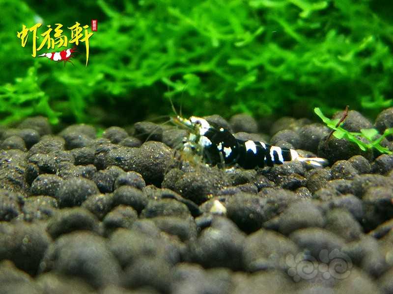 【虾】2020-09-29#RMB拍卖#黑花虎小苗5只-图3