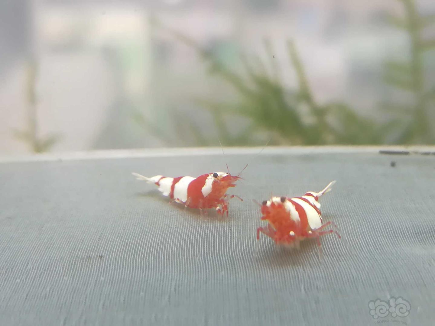 【虾】2020-09-09#RMB拍卖#红白纯血水晶虾一份2只-图2