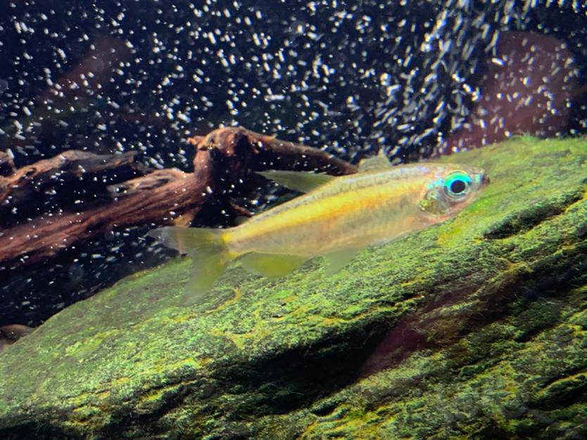 灯科鱼 黄金二线刚果 有红斑 请教是什么问题 泡泡水族