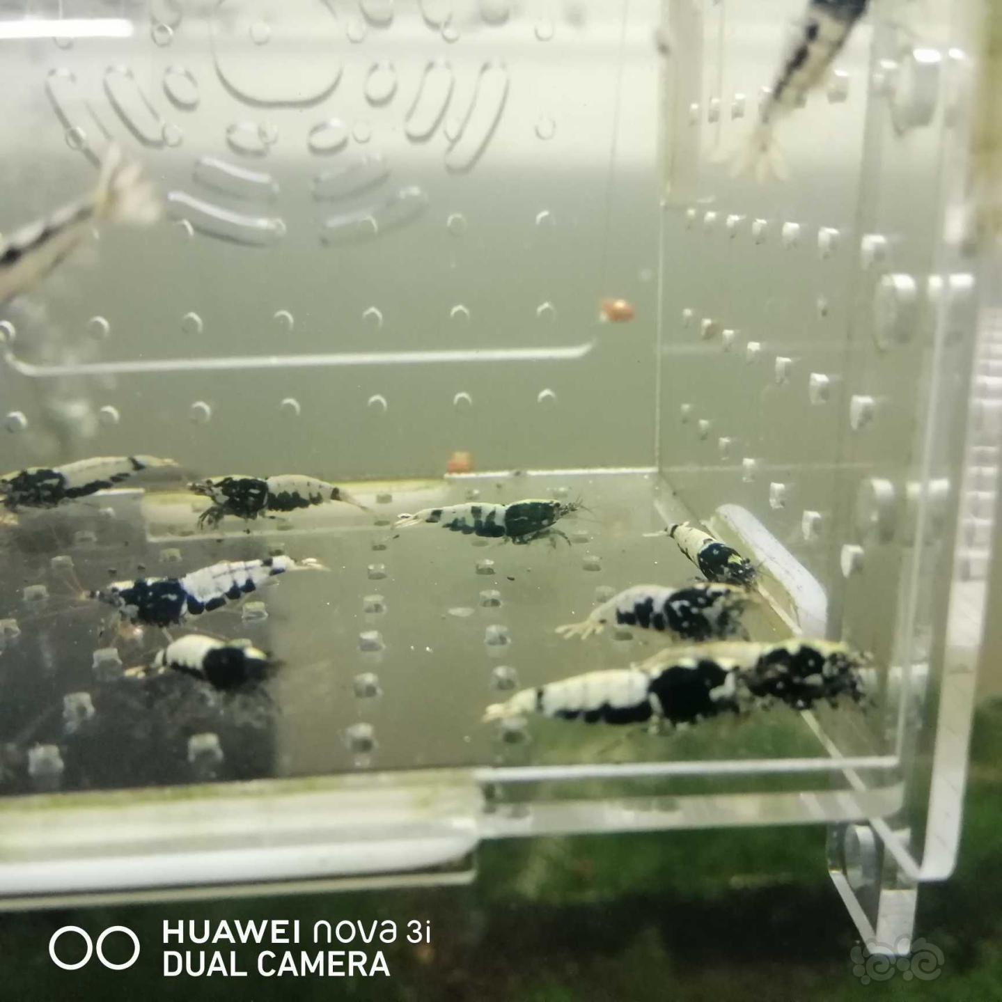 【虾】2020-09-18#RMB拍卖蟒淘汰水晶虾18只-图4
