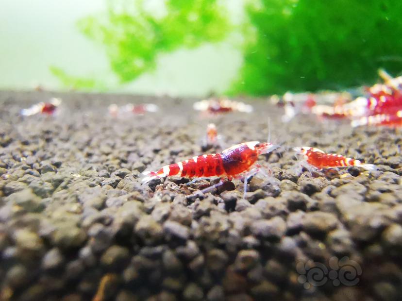 【虾】2020-09-13#RMB拍卖金属红幼虾一组4只-图3