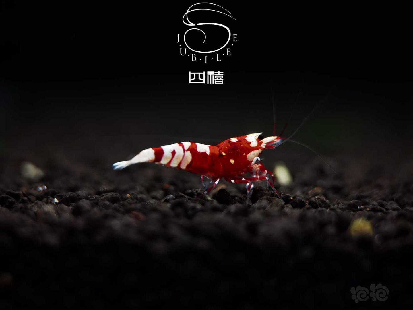 【虾】2020-09-26#RMB拍卖太极红花虎一对-图2