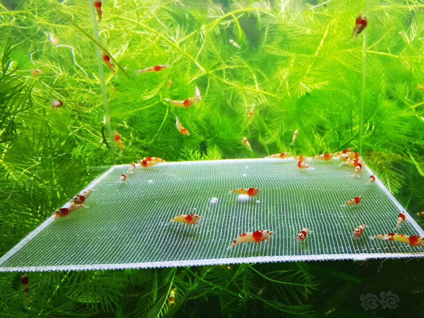 【虾】2020-09-08#RMB拍卖纯血红白幼虾50只-图1