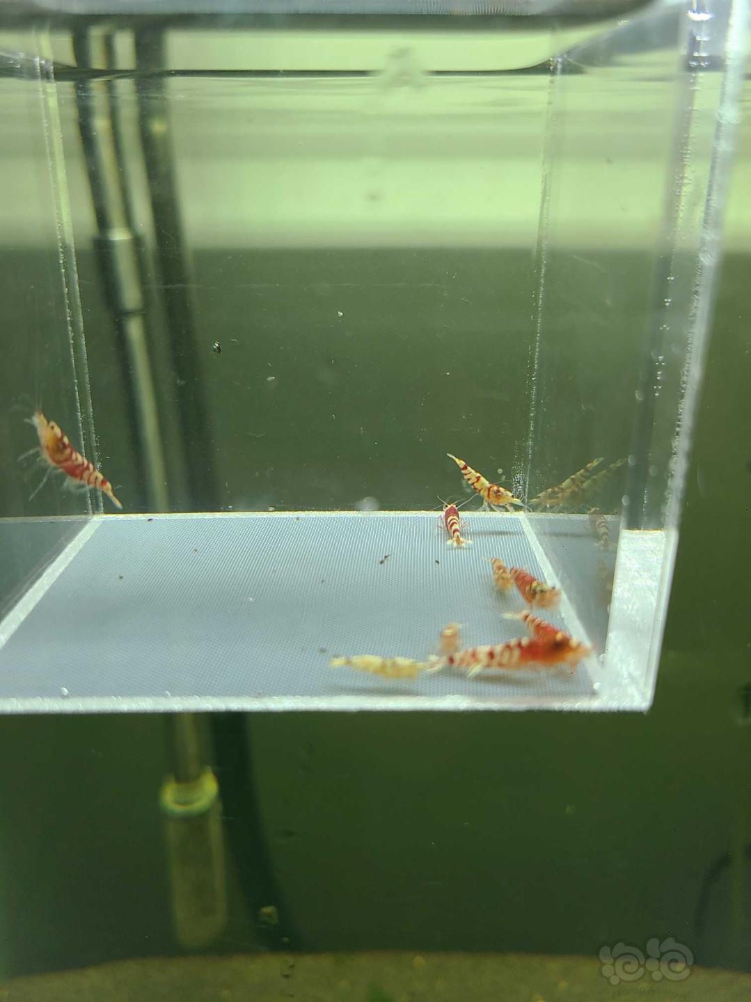 【虾】2020-09-21#RMB拍卖红花虎10只-图4