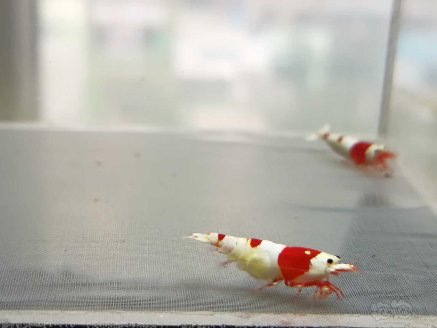 【虾】2020-09-15#RMB拍卖#红白纯血水晶虾一份2只-图7
