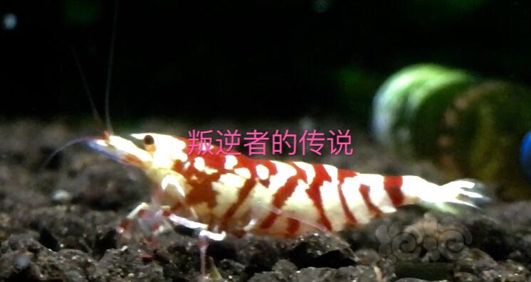【虾】2020-09-20#RMB拍卖太极红花虎二只-图1