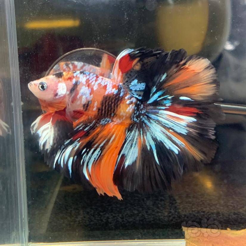 斗鱼星糖果半月