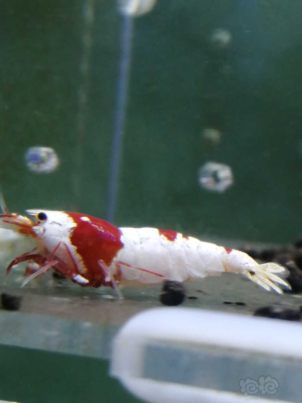 【虾】2020-9-23#RMB拍卖红白水晶虾-图1