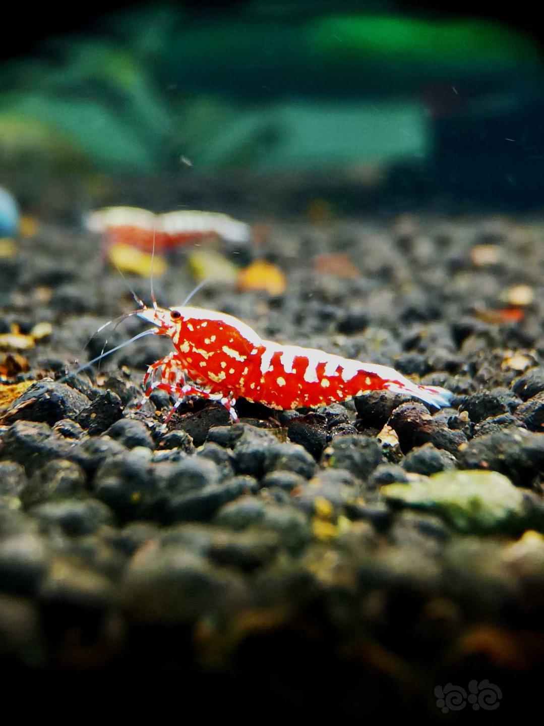 【虾】2020-9-15#RMB拍卖#红银河星钻水晶虾繁殖组一份4只-图2