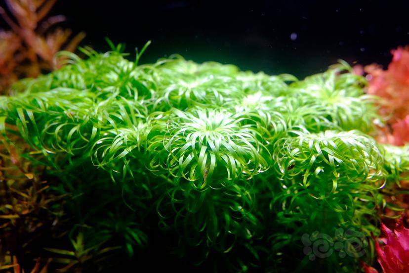 更新 养花肥料稀释后当水草肥使用结果 泡泡水族