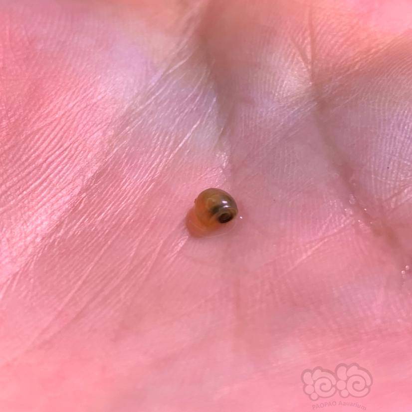 啥螺啊这是 应该是买水草带入的 还发现了一些扁螺