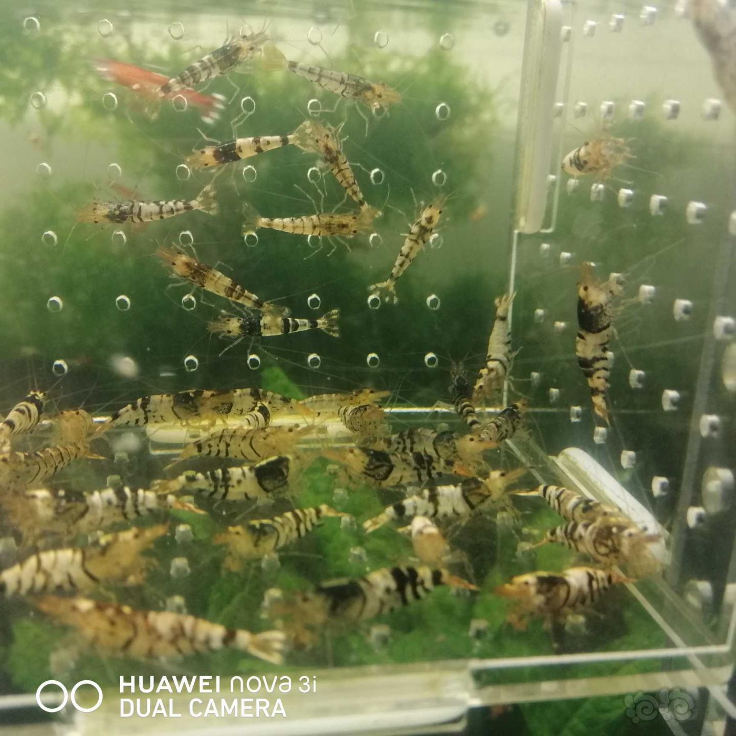 【虾】2020-09-20#RMB拍卖虎纹水晶虾40只-图5