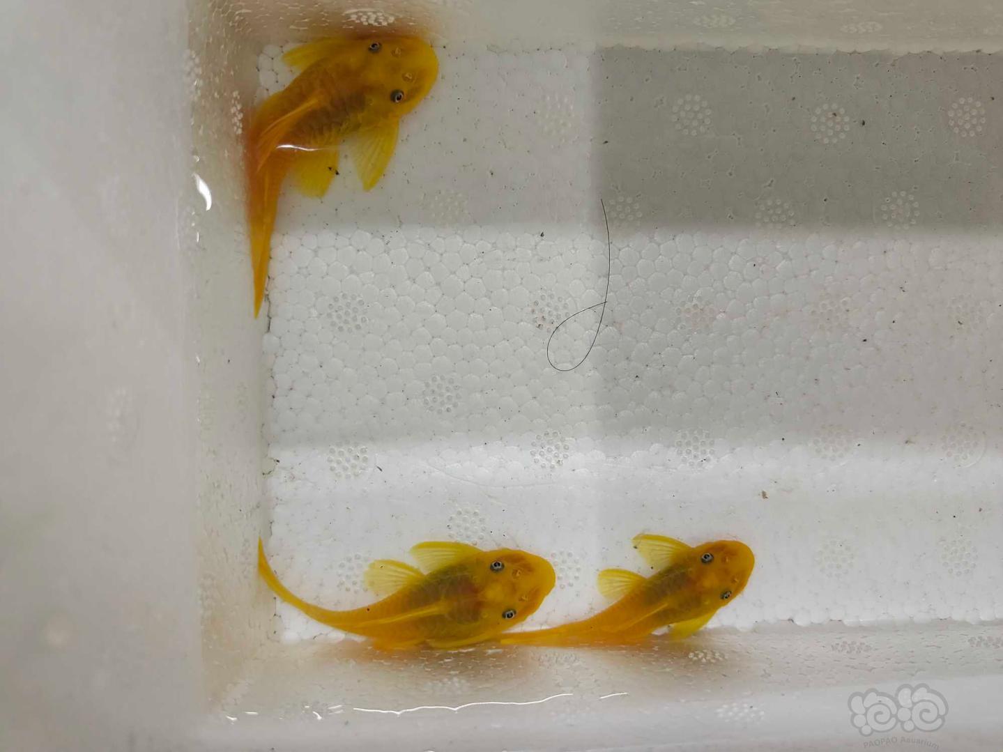 【热带鱼】出红眼胡子繁殖组一公两母-图3