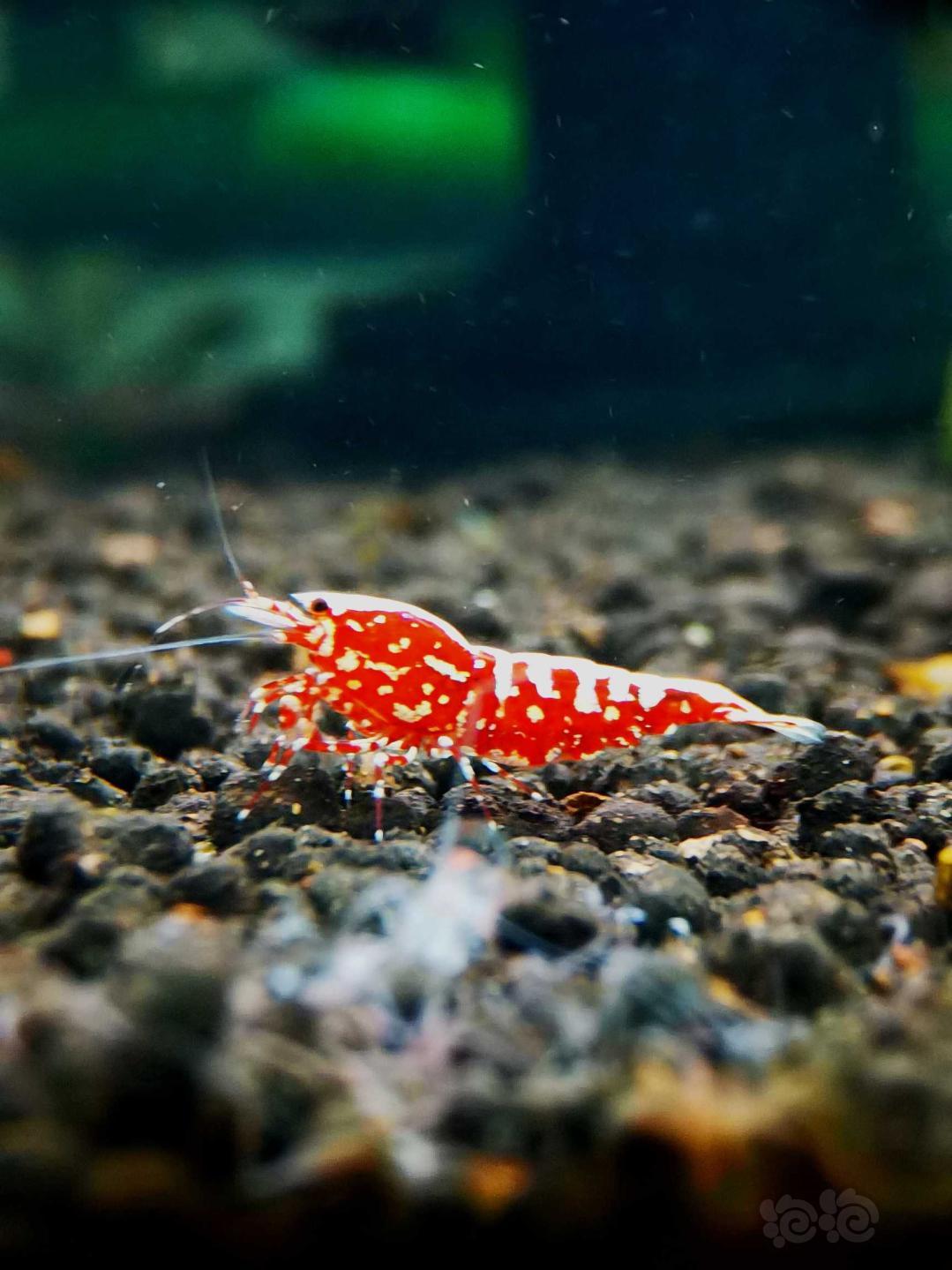 【虾】2020-9-15#RMB拍卖#红银河星钻水晶虾繁殖组一份4只-图1