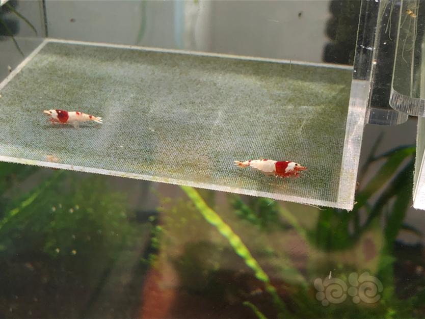 【虾】2020-9-26 RMB拍卖纯血红白2只-图3