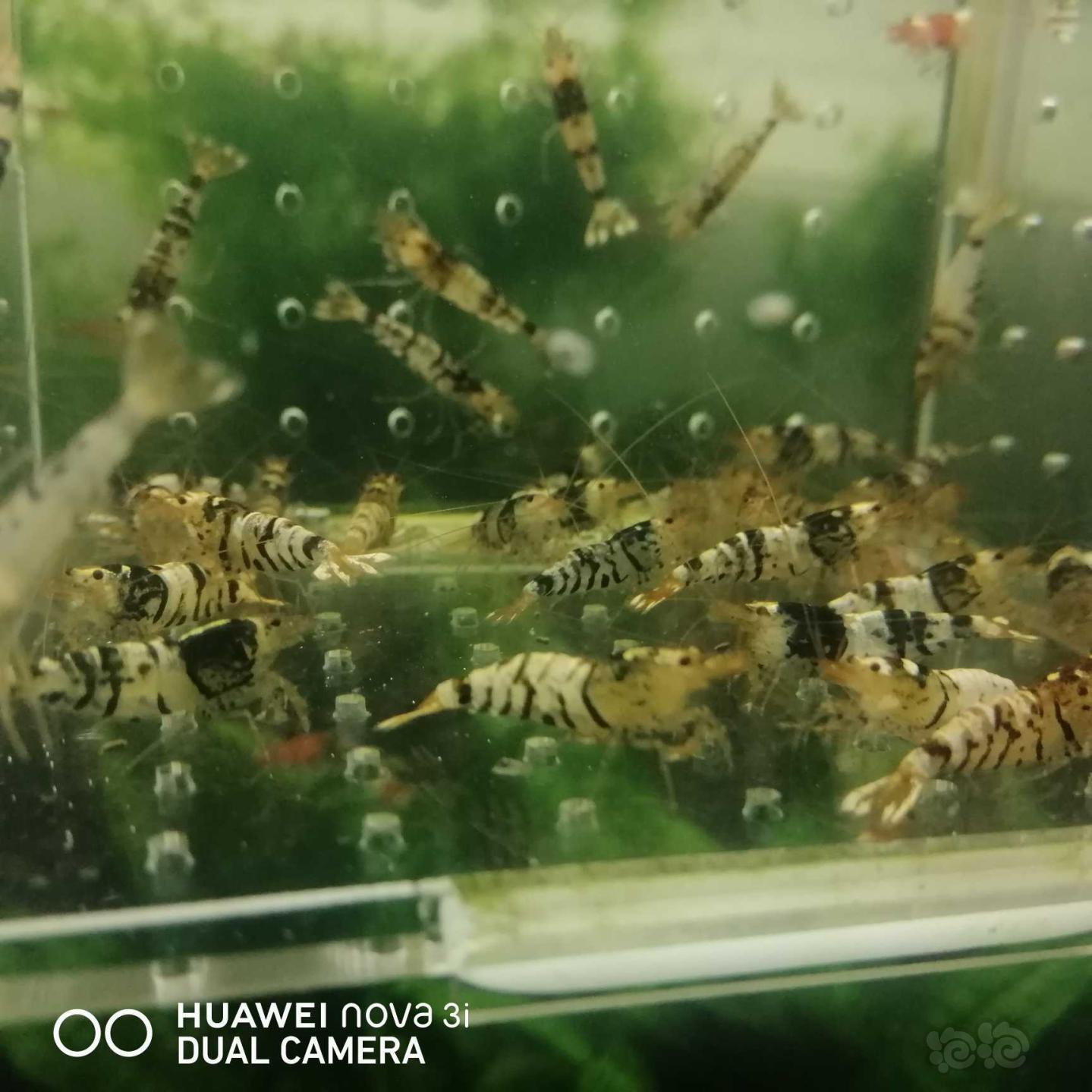 【虾】2020-09-20#RMB拍卖虎纹水晶虾40只-图2