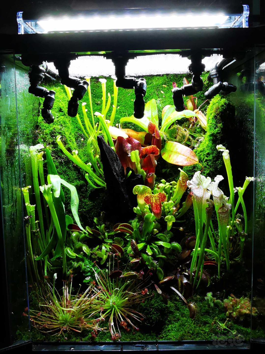 【建缸日记】食虫植物缸分享-图9