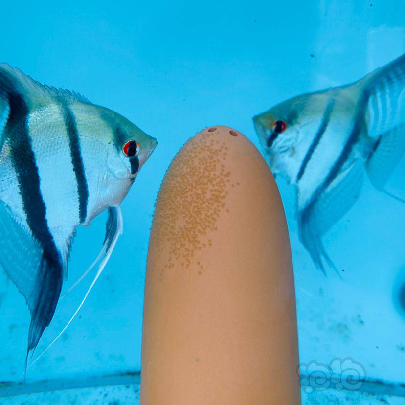 其它伊莎贝尔神仙鱼