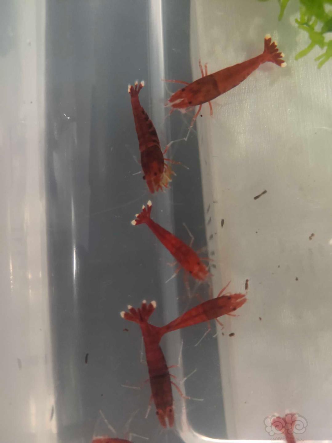 【虾】2020-09-15#RMB拍卖全红水晶虾一份38只-图4