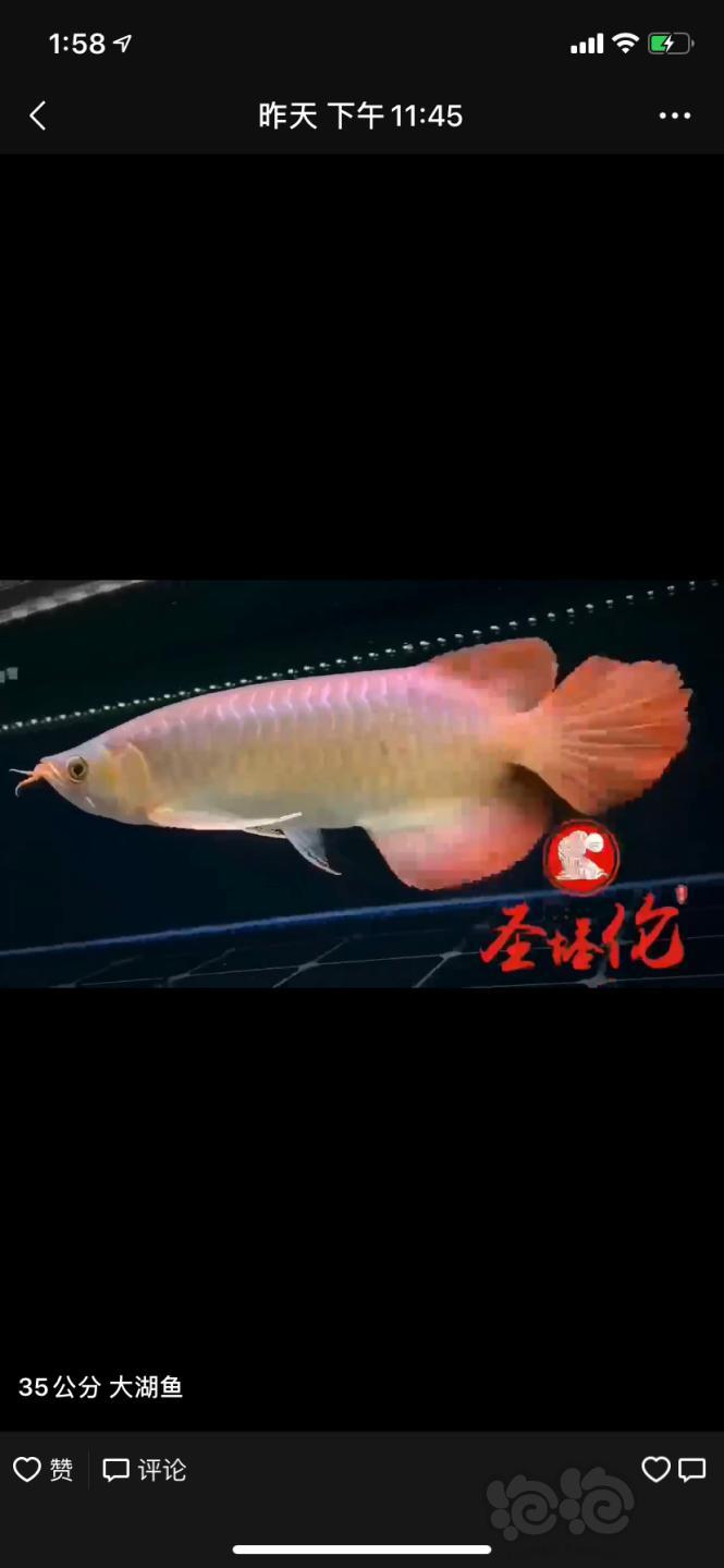 【其它】大湖鱼  35公分-图2