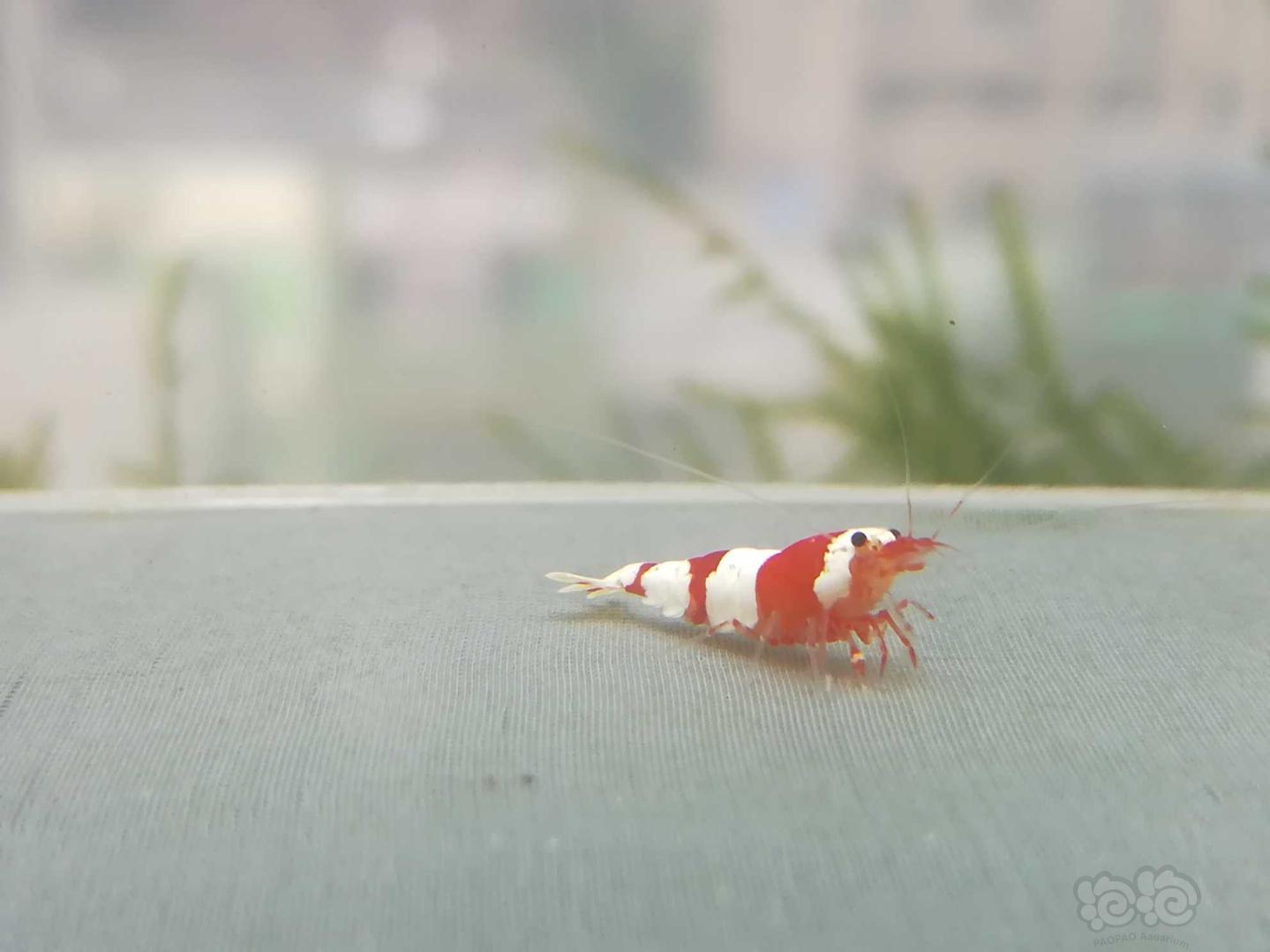 【虾】2020-09-09#RMB拍卖#红白纯血水晶虾一份2只-图1