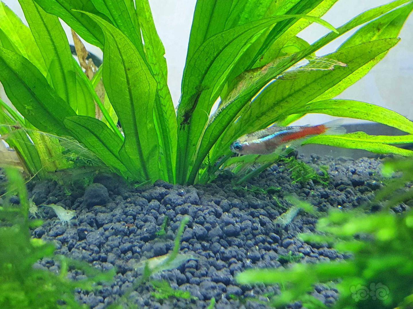 灯科鱼灯鱼突然规模性死亡