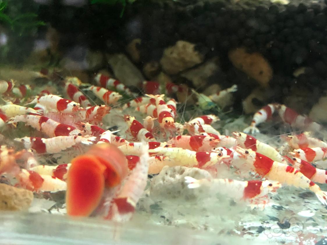 【求购】求购：红白纯血母虾-图2