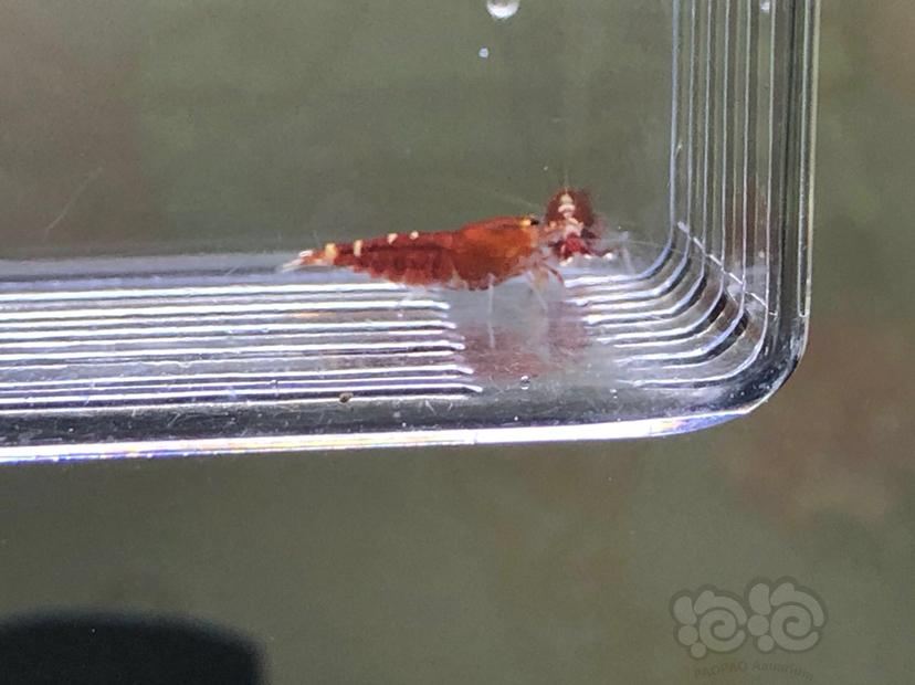 【虾】2020-09-08#RMB#拍卖玫瑰金三母三公-图3