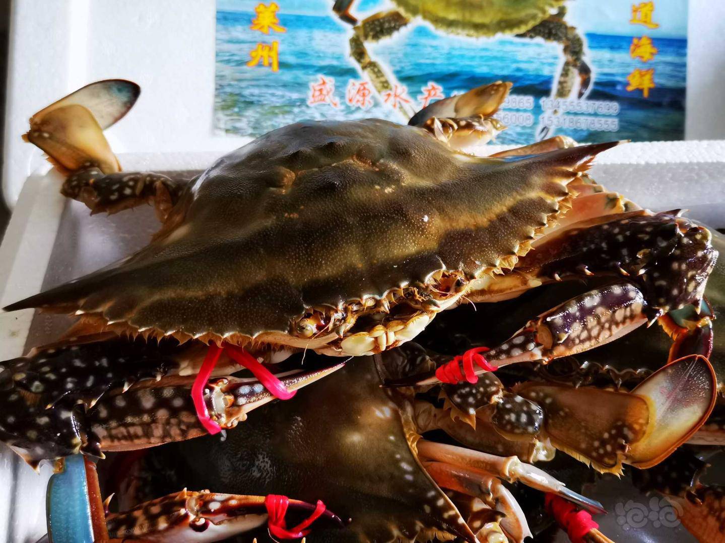 莱州湾的梭子蟹