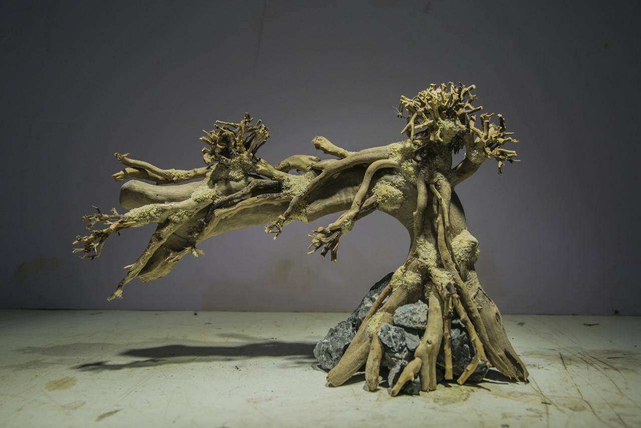 草缸造景骨架沉木迎客松莫斯树