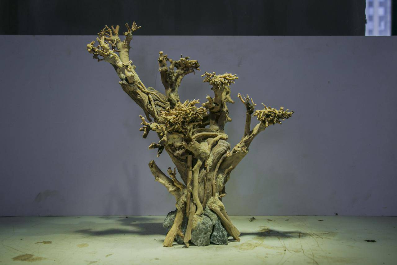 杜鹃根莫斯树草缸造景骨架