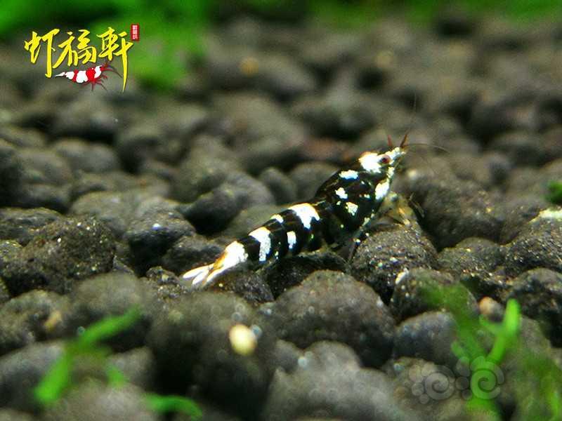 【虾】2020-09-29#RMB拍卖#黑花虎小苗5只-图2