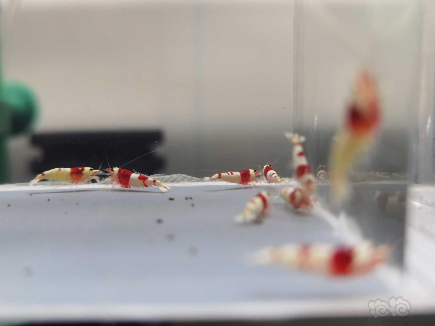 【虾】2020-09-10#RMB拍卖纯血红白水晶虾苗10只-图6